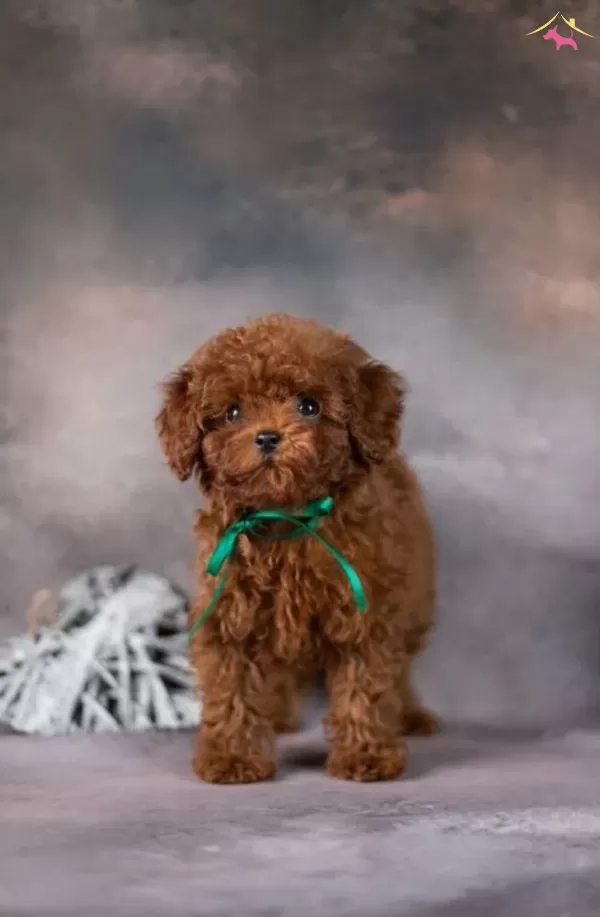Mini Poodle Antialerjik Yavrular