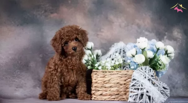 Mini Poodle Antialerjik Yavrular