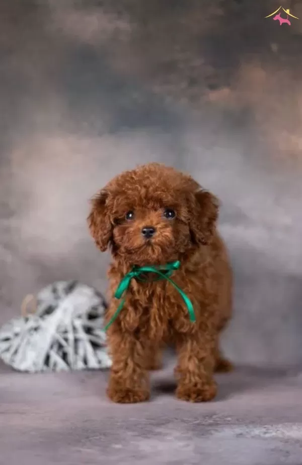 Mini Poodle Antialerjik Yavrular