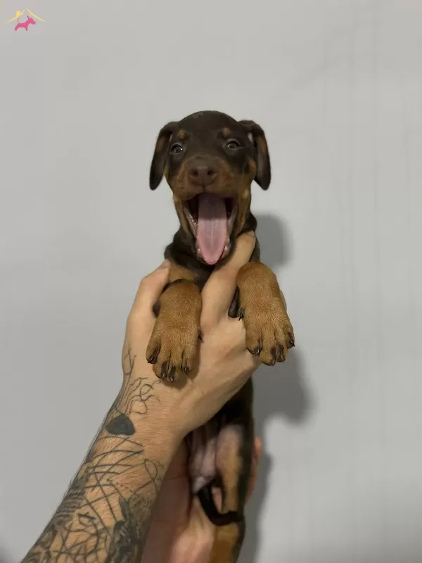 Dusmana Korku Dosta Guven Veren Doberman