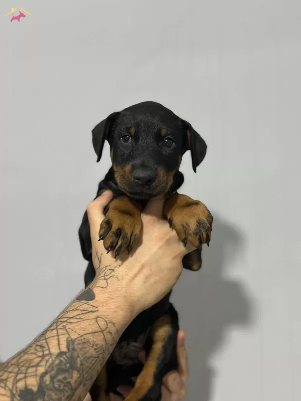 Dusmana Korku Dosta Guven Veren Doberman