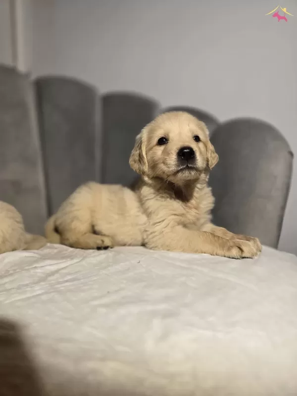 Irk Ve Sağlik Garantili Golden Yavrular
