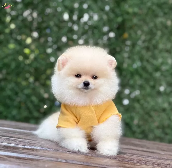 Pomeranian Boo Yavrusu