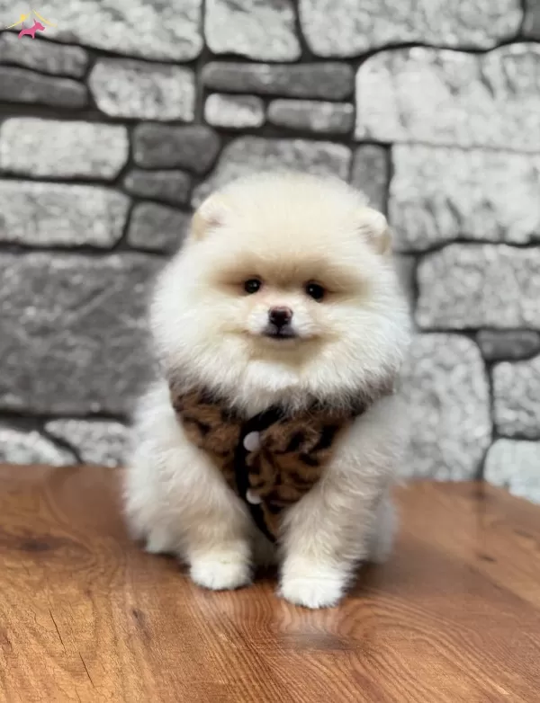 Pomeranian Boo Yavrusu
