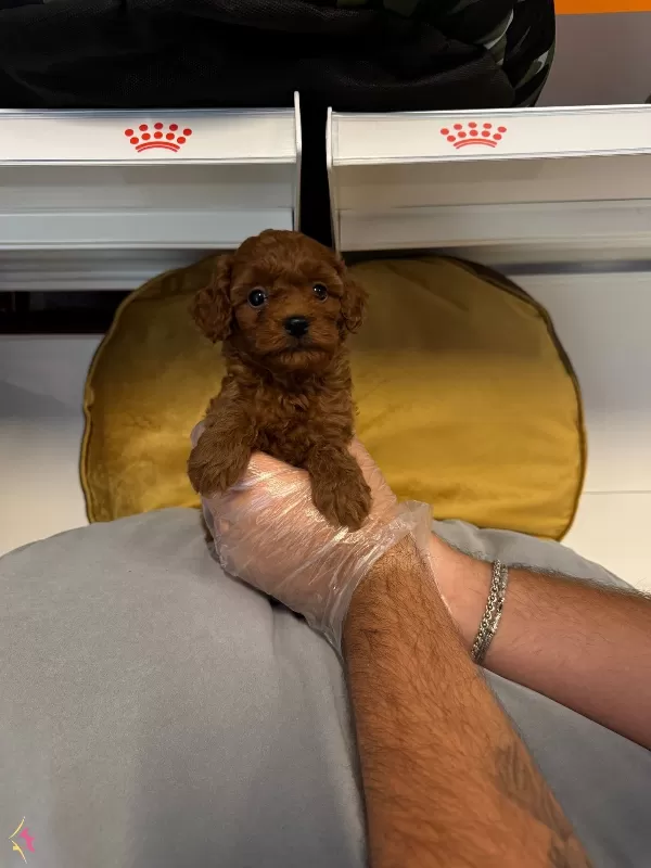 Gerçek Red Browne Toy Poodle Yavrularımiz
