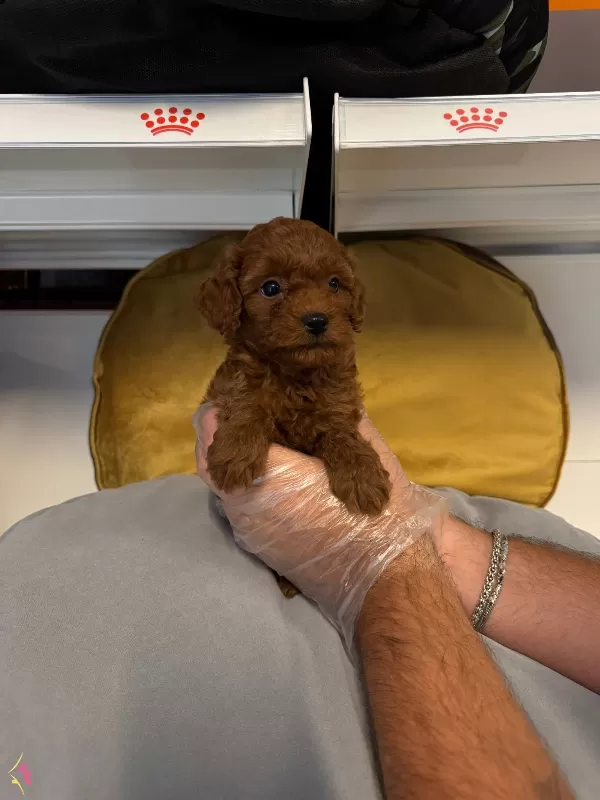 Gerçek Red Browne Toy Poodle Yavrularımiz