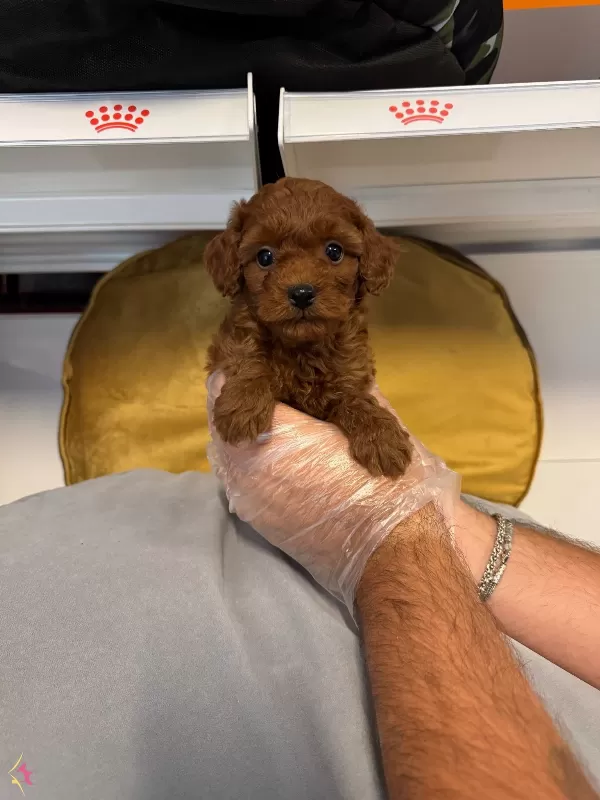 Gerçek Red Browne Toy Poodle Yavrularımiz