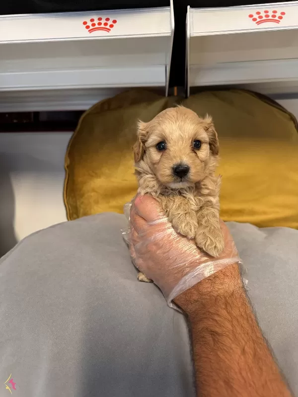 Tea Cup Maltipoo Bebeklerimiz