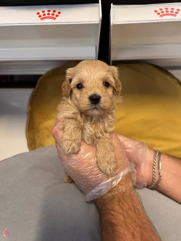 Tea Cup Maltipoo Bebeklerimiz