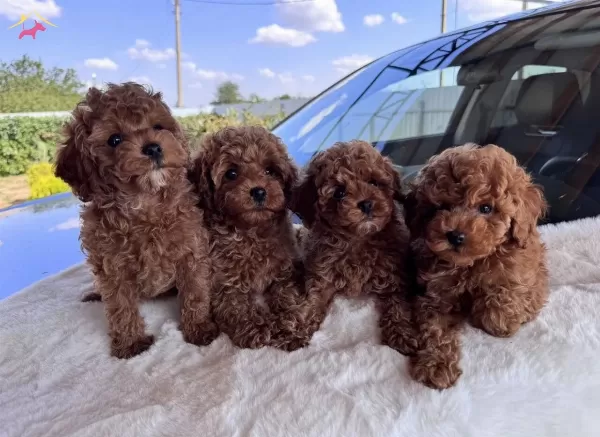 Muhteşem Poodle Bebekler