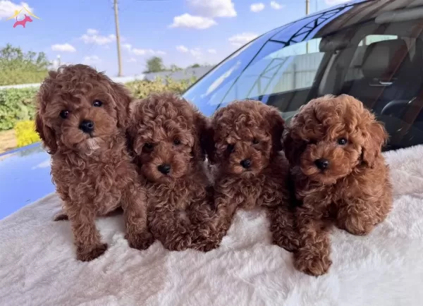 Muhteşem Poodle Bebekler