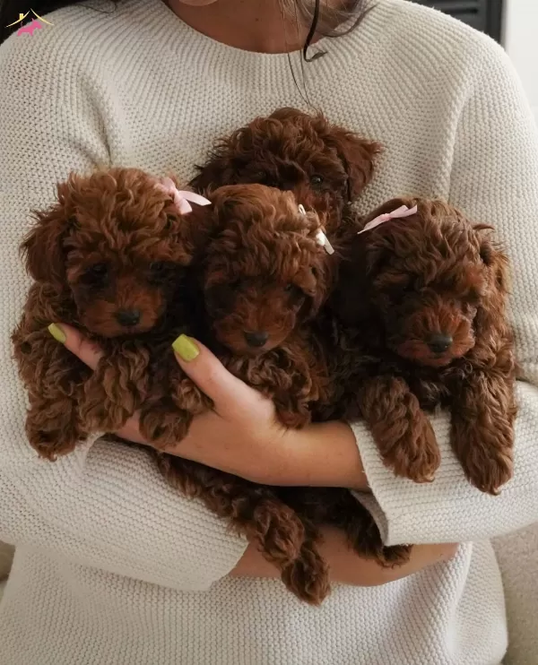 Sevimli Ve güzel Orjinal Poodle Bebekler