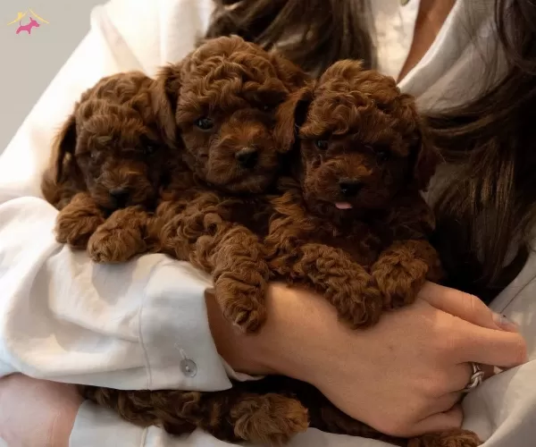 Sevimli Ve güzel Orjinal Poodle Bebekler