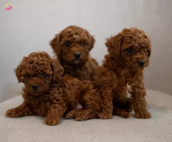 Sevimli Ve güzel Orjinal Poodle Bebekler