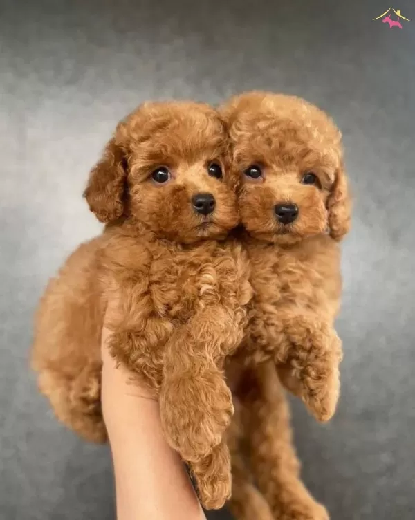 Etkileyici Essiz Ozelliklere Sahip Toy Poodle Yavrular