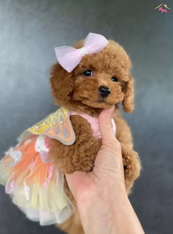 Etkileyici Essiz Ozelliklere Sahip Toy Poodle Yavrular