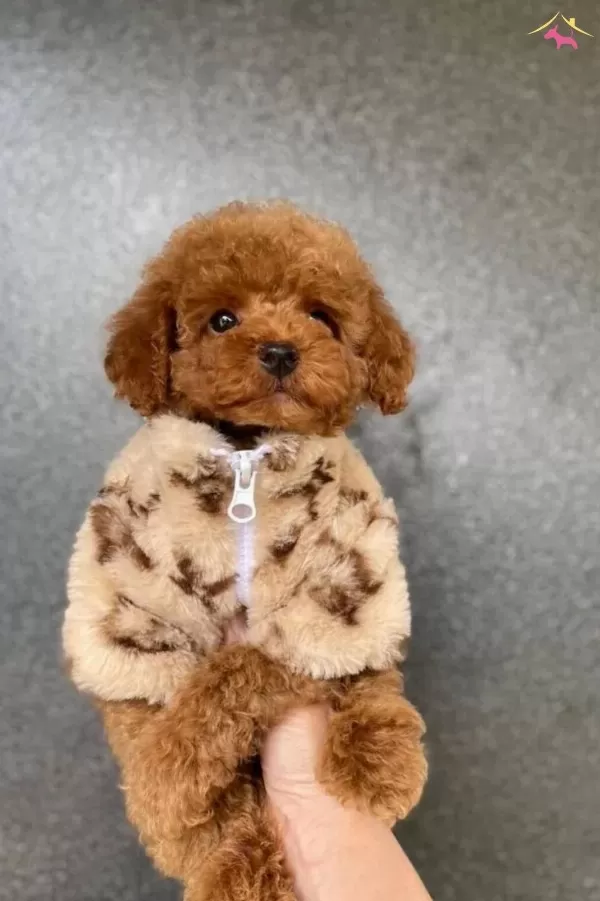 Etkileyici Essiz Ozelliklere Sahip Toy Poodle Yavrular