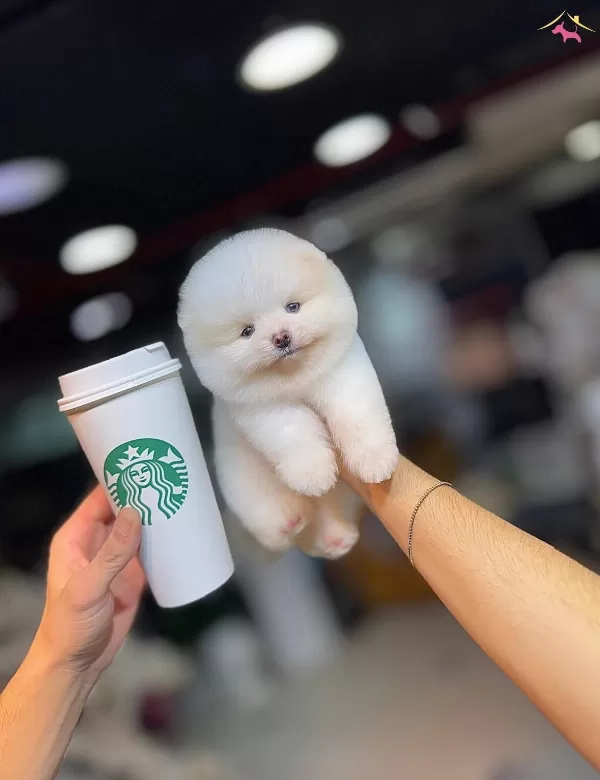 Cagrı Cemcemin Katalogundan Pomeranian Boo Yavrular
