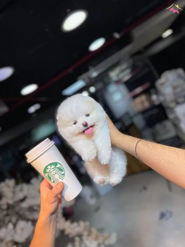 Cagrı Cemcemin Katalogundan Pomeranian Boo Yavrular