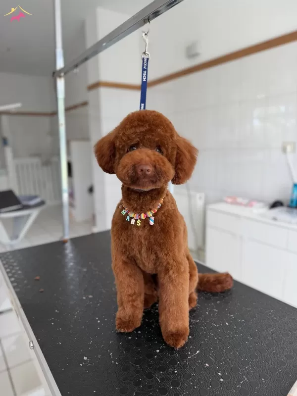 tüy Yumagi Kivir Kivir Poodle