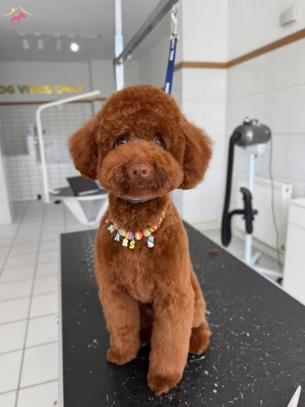 tüy Yumagi Kivir Kivir Poodle