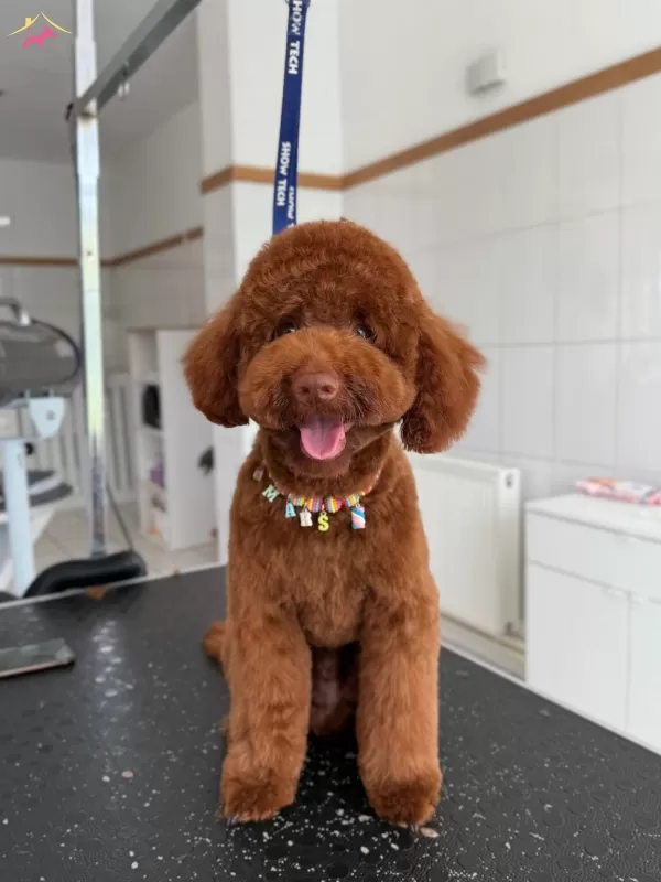 tüy Yumagi Kivir Kivir Poodle