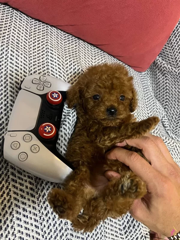 Kore Kilo Garantili Toy Poodle