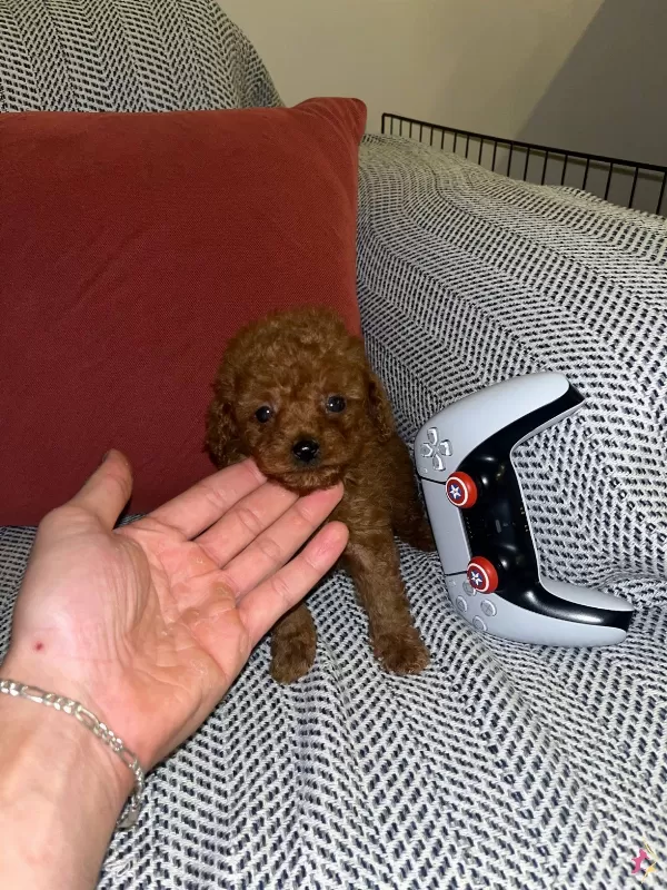 Kore Kilo Garantili Toy Poodle