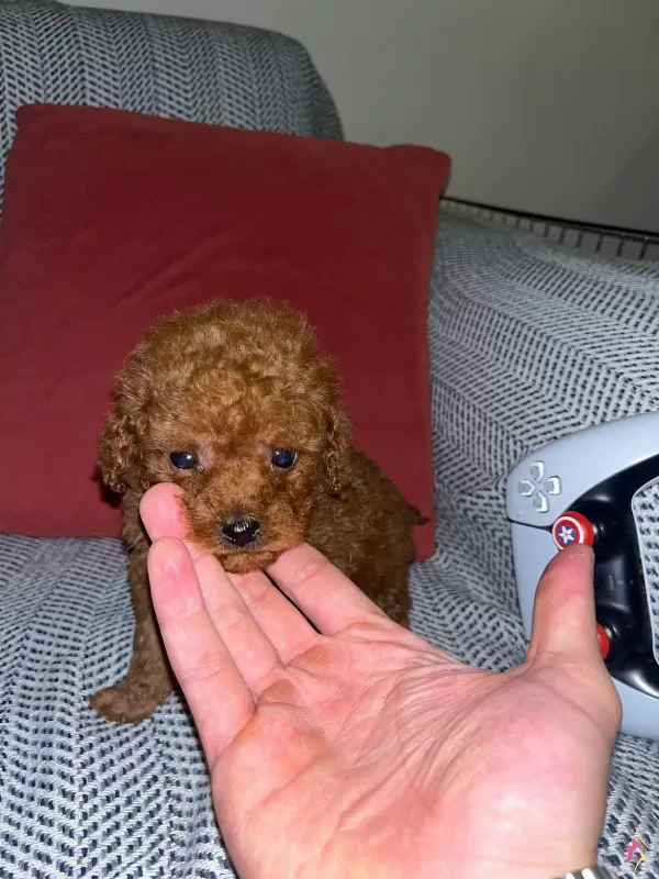 Kore Kilo Garantili Toy Poodle