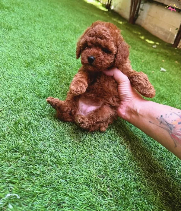 Petmode Kopek Ciftliginden Redbrown Toy Poodle Lar