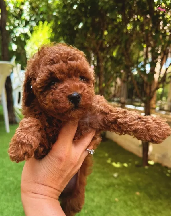 Petmode Kopek Ciftliginden Redbrown Toy Poodle Lar