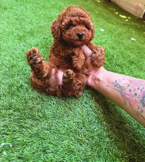 Petmode Kopek Ciftliginden Redbrown Toy Poodle Lar