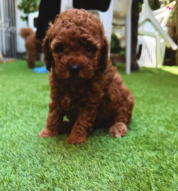 Petmode Kopek Ciftliginden Redbrown Toy Poodle Lar