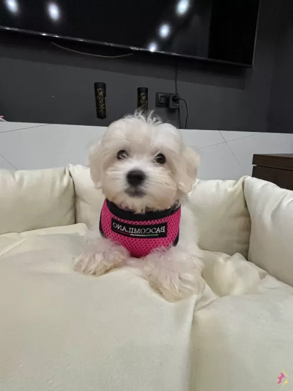 A Kalite Kore Kan Maltes Terrier Sıfır Numara Buyumez