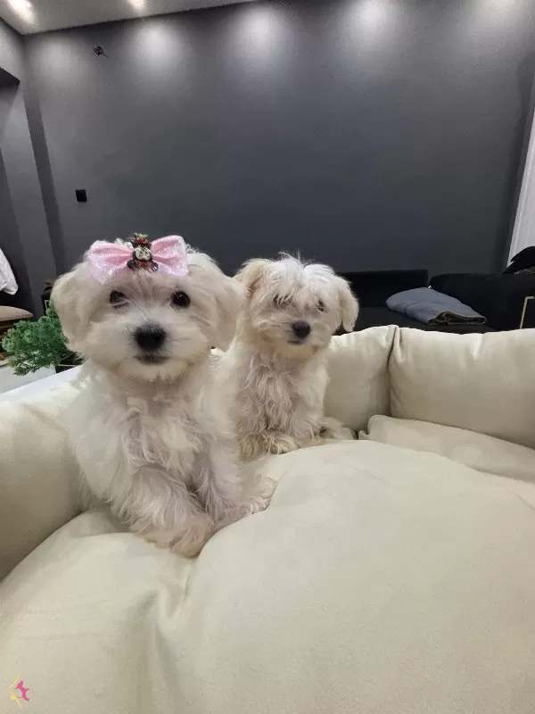 A Kalite Kore Kan Maltes Terrier Sıfır Numara Buyumez