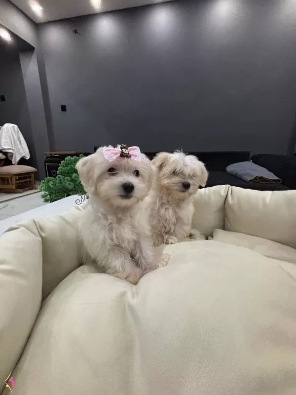 A Kalite Kore Kan Maltes Terrier Sıfır Numara Buyumez