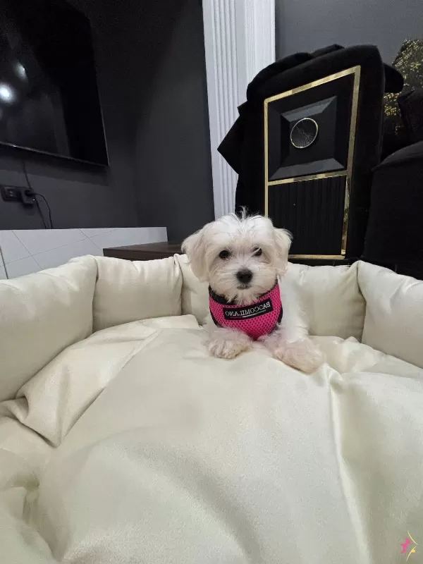 A Kalite Kore Kan Maltes Terrier Sıfır Numara Buyumez
