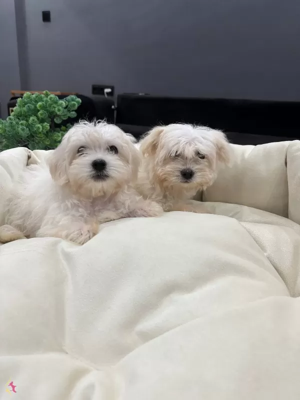 A Kalite Kore Kan Maltes Terrier Sıfır Numara Buyumez