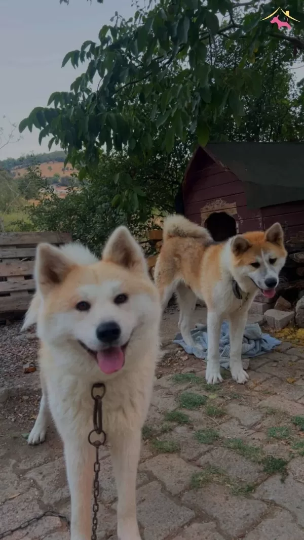 Akita Inu Yavrularımiz Hazırdır