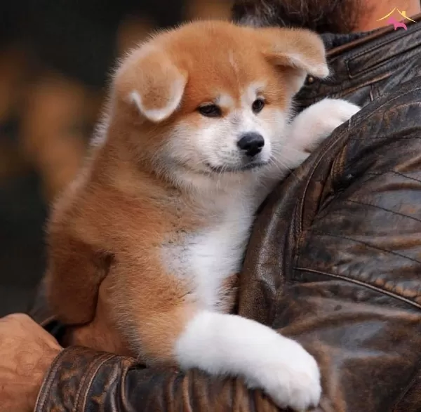 Akita Inu Yavrularımiz Hazırdır