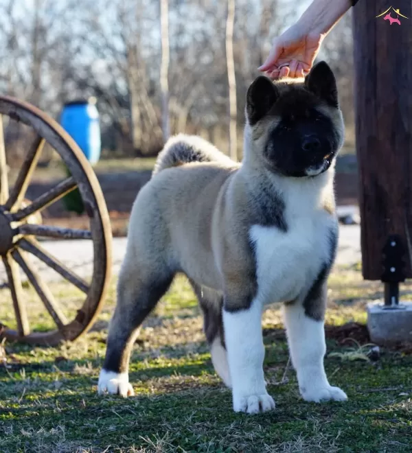 Akita Inu Yavrularımiz Hazırdır