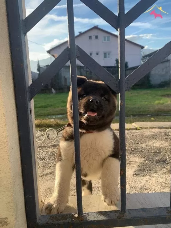 Akita Inu Yavrularımiz Hazırdır