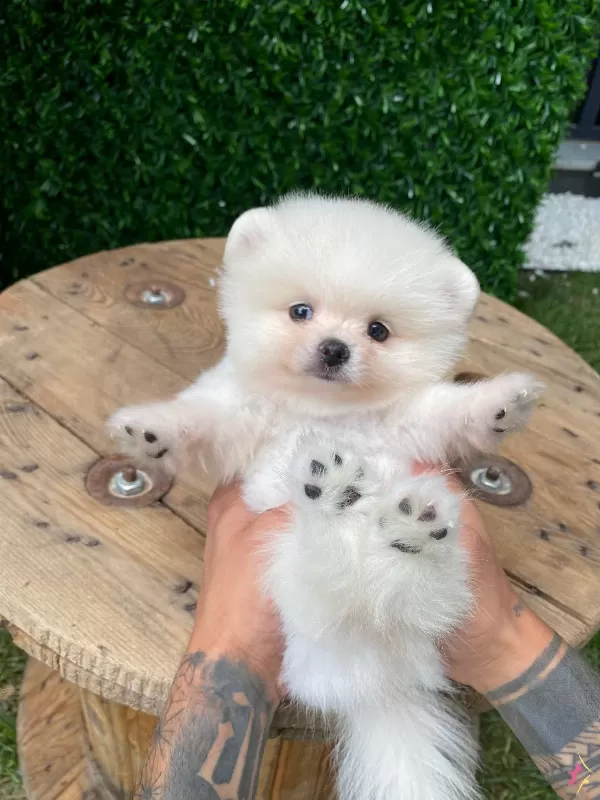 Show Class Tedy Face Pomeranian Boo Yavrular