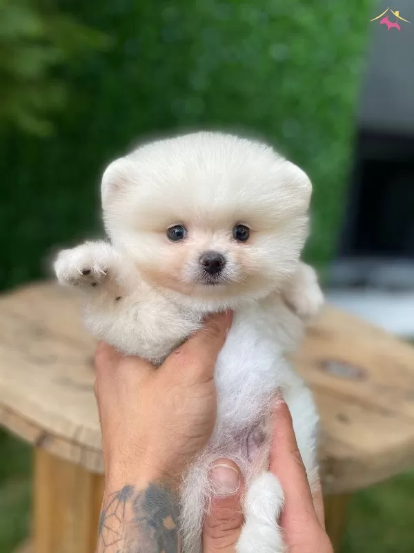 Show Class Tedy Face Pomeranian Boo Yavrular
