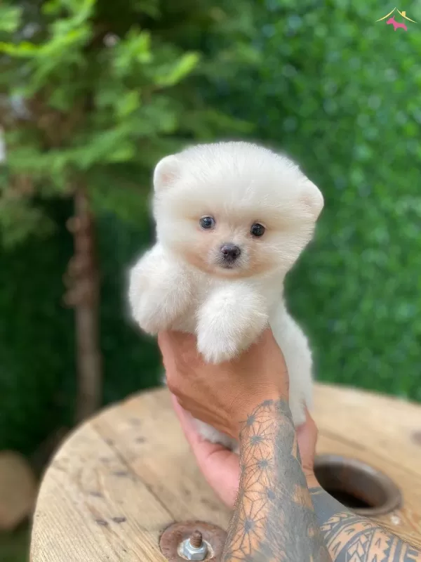 Show Class Tedy Face Pomeranian Boo Yavrular
