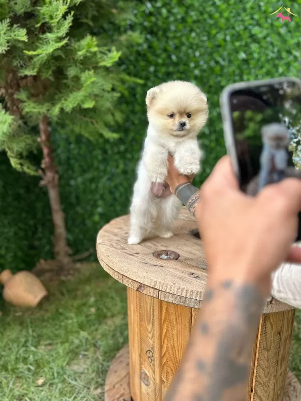 Ayı Surat Pomeranian Bebekler