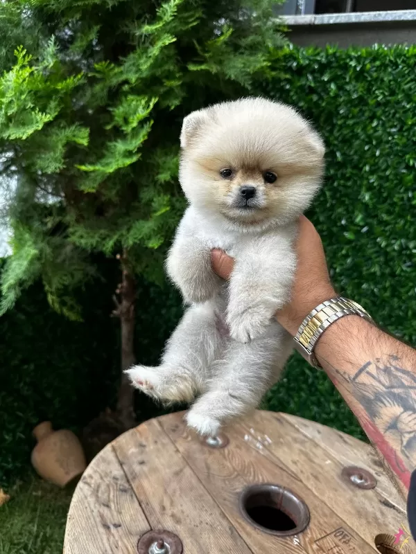 Ayı Surat Pomeranian Bebekler