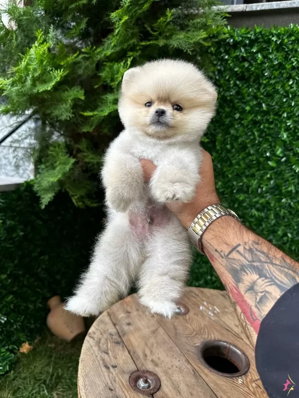 Ayı Surat Pomeranian Bebekler