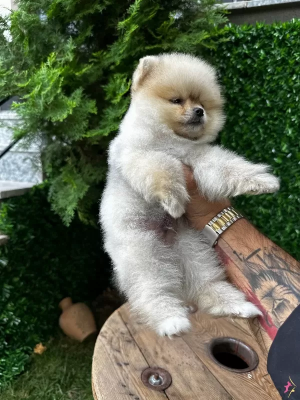Ayı Surat Pomeranian Bebekler