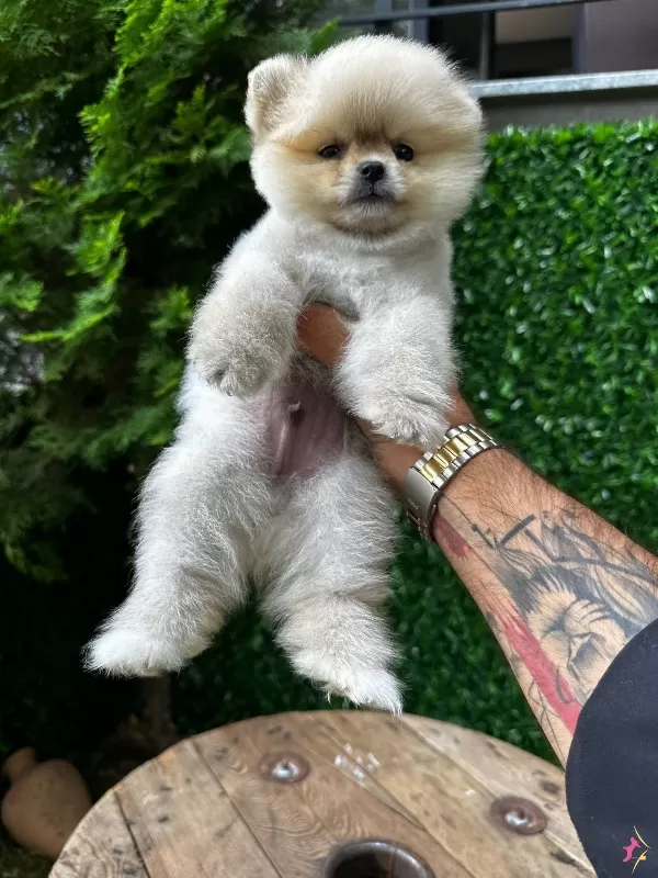 Ayı Surat Pomeranian Bebekler